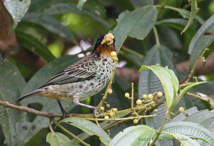 Rufous-throated Tanager (Tangara rufigula) photo