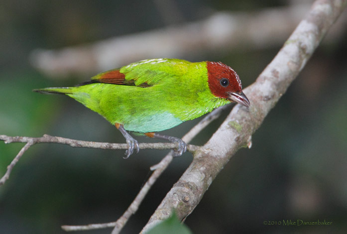 Rufous-winged Tanager (Tangara lavinia) photo