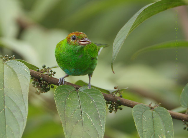 Rufous-winged Tanager (Tangara lavinia) photo