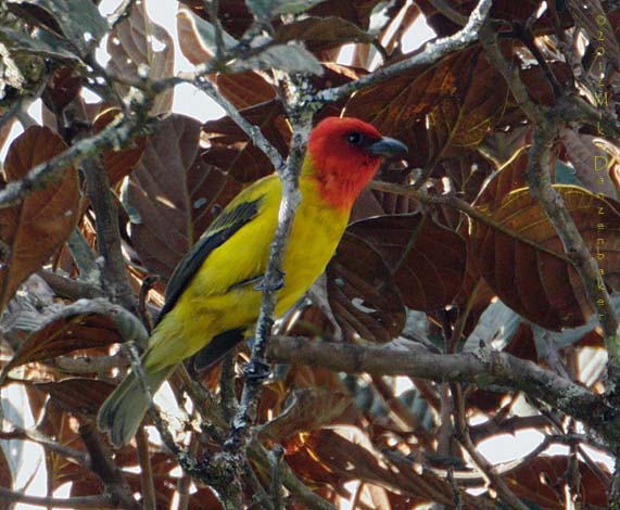 Red-hooded Tanager (Piranga rubriceps) photo
