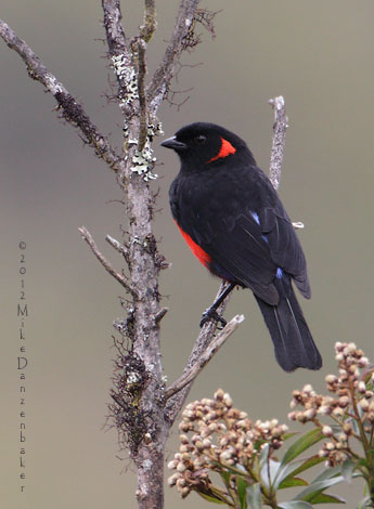 Scarlet-bellied Mountain Tanager (Anisognathus igniventris) photo