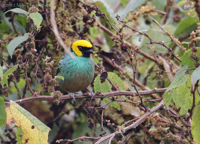Saffron-crowned Tanager (Tangara xanthocephala) photo