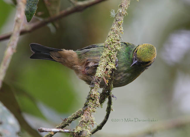 Saffron-crowned Tanager (Tangara xanthocephala) photo