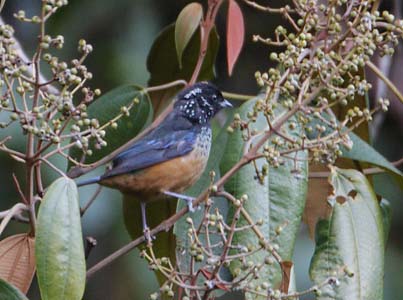 Spangle-cheeked Tanager (Tangara dowii) photo