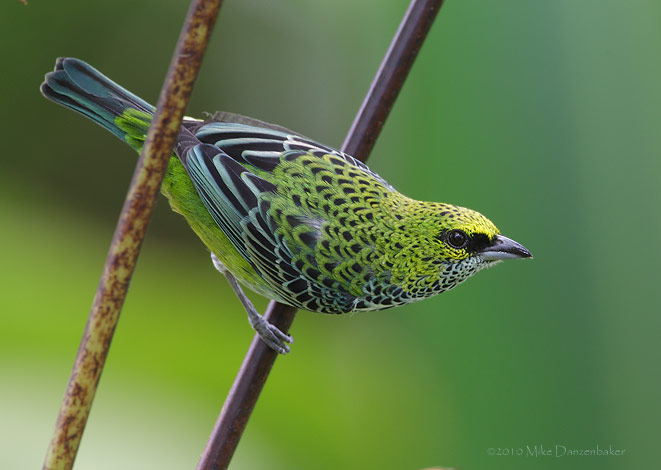 Speckled Tanager (Tangara guttata) photo