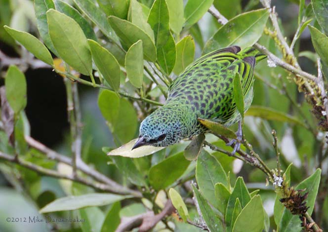 Spotted Tanager (Tangara punctata) photo