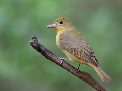Summer Tanager (Piranga rubra) photo
