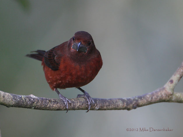 Silver-beaked Tanager (Ramphocelus carbo) photo