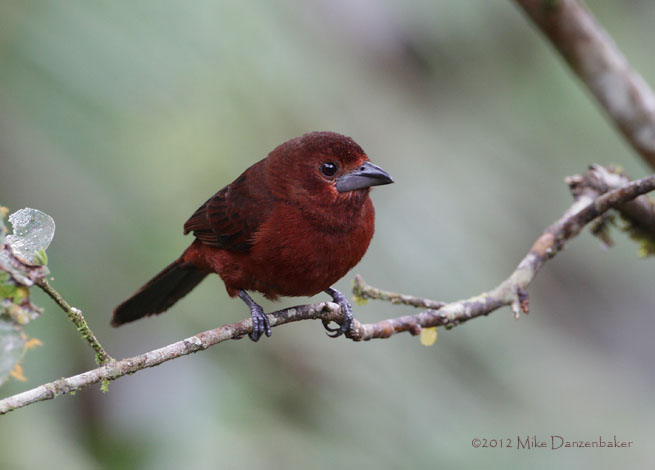 Silver-beaked Tanager (Ramphocelus carbo) photo