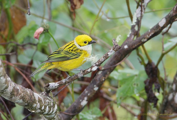 Silver-throated Tanager (Tangara icterocephala) photo