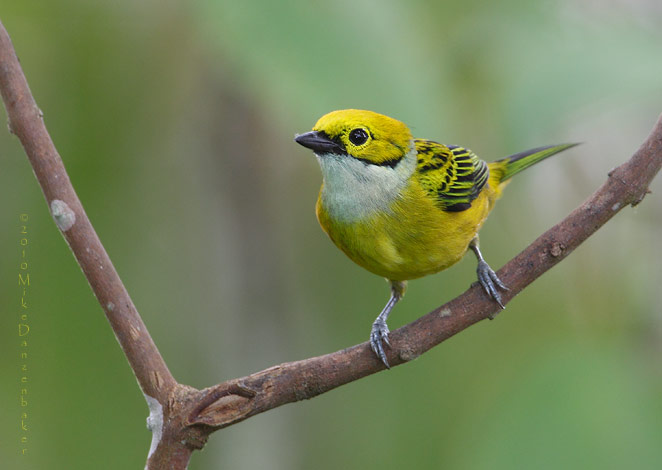Silver-throated Tanager (Tangara icterocephala) photo