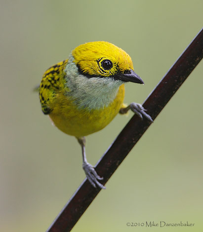 Silver-throated Tanager (Tangara icterocephala) photo