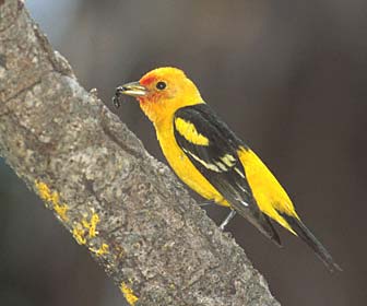 Western Tanager (Piranga ludoviciana) photo image