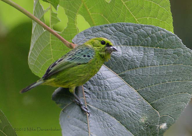 Yellow-bellied Tanager (Tangara xanthogastra) photo
