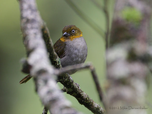 Yellow-whiskered Bush-Tanager (Chlorospingus parvirostris) photo
