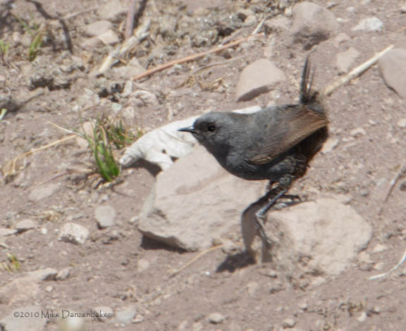 Magellanic Tapaculo (Scytalopus magellanicus) photo