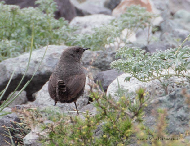 Magellanic Tapaculo (Scytalopus magellanicus) photo