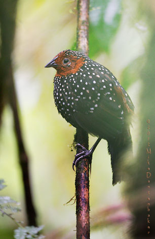 Ocellated Tapaculo (Acropternis orthonyx) photo