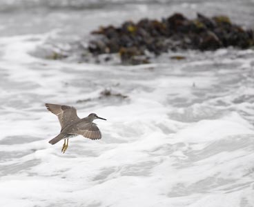 Wandering Tattler (Tringa incana) photo image