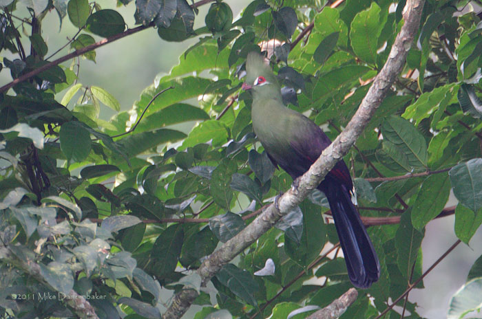Guinea Turaco (Tauraco persa) photo
