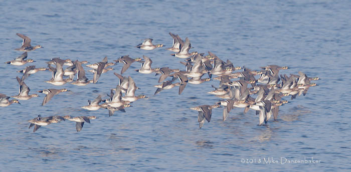 Baikal Teal (Anas formosa) photo