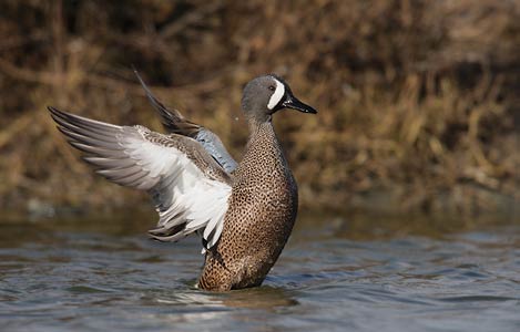 Blue-winged Teal (Anas discors) photo