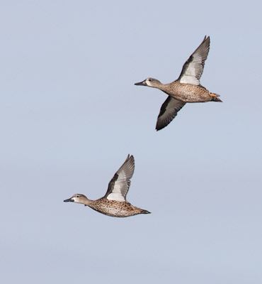 Blue-winged Teal (Anas discors) photo