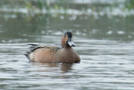 Cinnamon Teal (Anas cyanoptera) photo