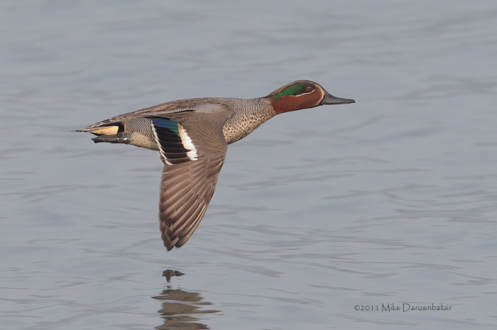 Eurasian (Common) Teal (Anas [crecca] crecca) photo