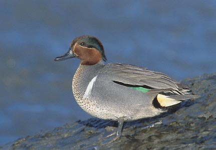 Green-winged Teal (Anas [crecca] carolinensis) photo image
