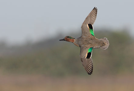 Green-winged Teal (Anas crecca) photo