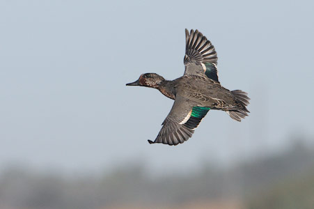 Green-winged Teal (Anas crecca) photo
