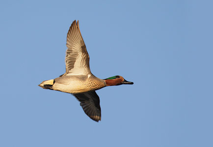Green-winged Teal (Anas crecca) photo