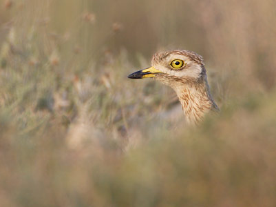 European Stone-Curlew (Burhinus oedicnemus) photo