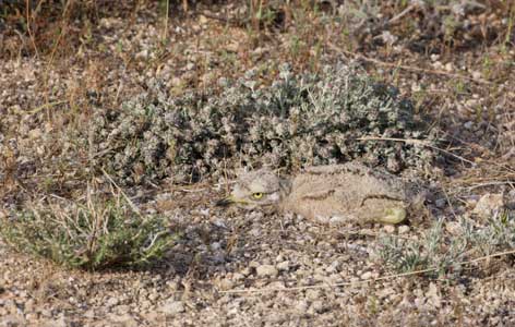 European Stone-Curlew (Burhinus oedicnemus) photo