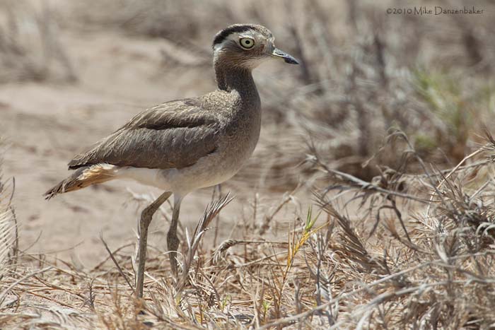 Peruvian Thick-knee (Burhinus superciliaris) photo