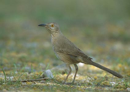 Bendire's Thrasher (Toxostoma bendirei) photo image