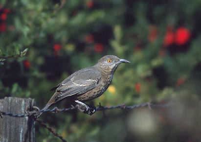 Bendire's Thrasher (Toxostoma bendirei) photo image