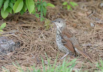 Brown Thrasher (Toxostoma rufum) photo