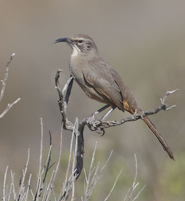 California Thrasher (Toxostoma redivivum) photo