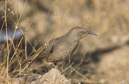 Curve-billed Thrasher (Toxostoma curvirostre) photo image