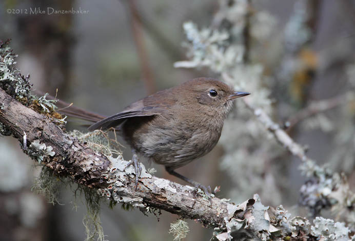 Mouse-colored Thistletail (Asthenes griseomurina) photo