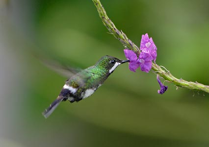 Green Thorntail (Popelairia conversii) photo