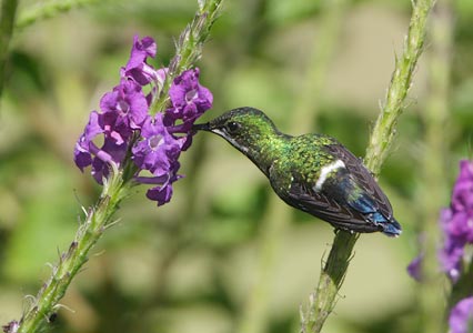 Green Thorntail (Popelairia conversii) photo