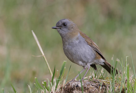 Black-billed Nightingale-Thrush (Catharus gracilirostris) photo