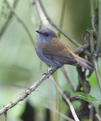 Black-billed Nightingale-Thrush (Catharus gracilirostris) photo