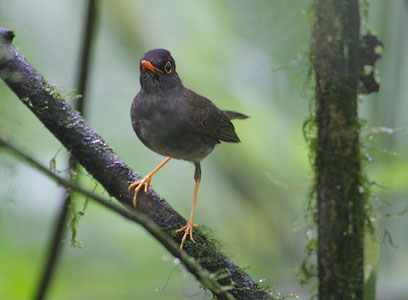 Black-headed Nightingale-Thrush (Catharus mexicanus) photo