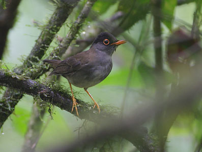 Black-headed Nightingale-Thrush (Catharus mexicanus) photo