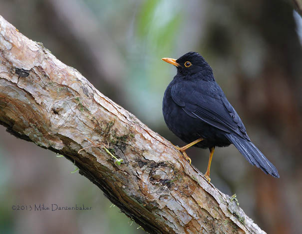 Glossy-black Thrush (Turdus serranus) photo