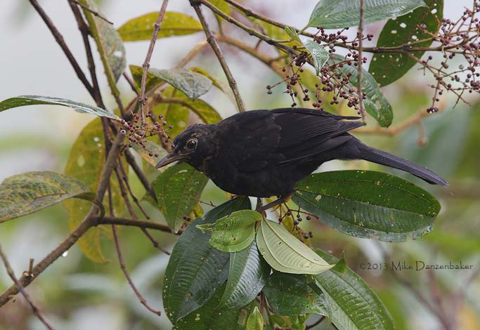 Glossy-black Thrush (Turdus serranus) photo